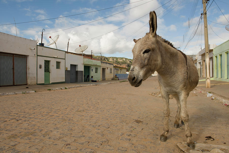 Animal Photograph - Donkey In The Streets Of A Small Village In Brazilian Northeast by Cavan Images