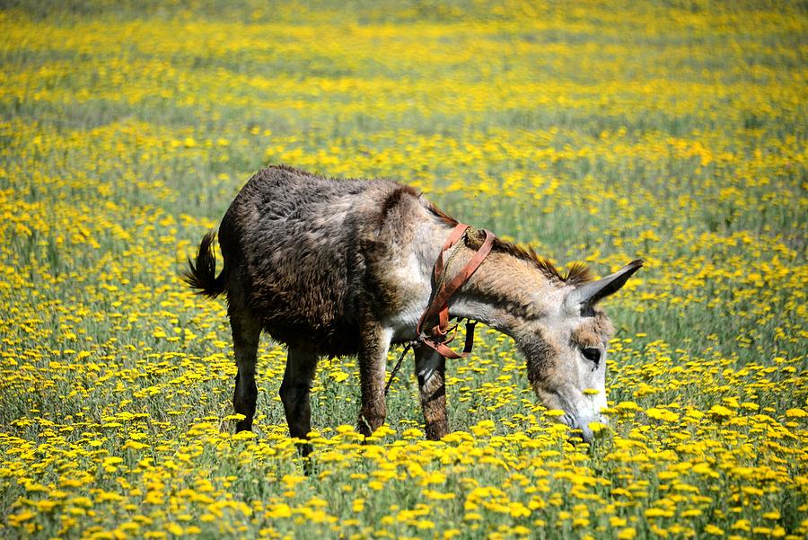 Donkey Is Resting On Spring Meadow At Bolnisi, South Of Tiblis, Georgia Photograph by Thomas Stankiewicz