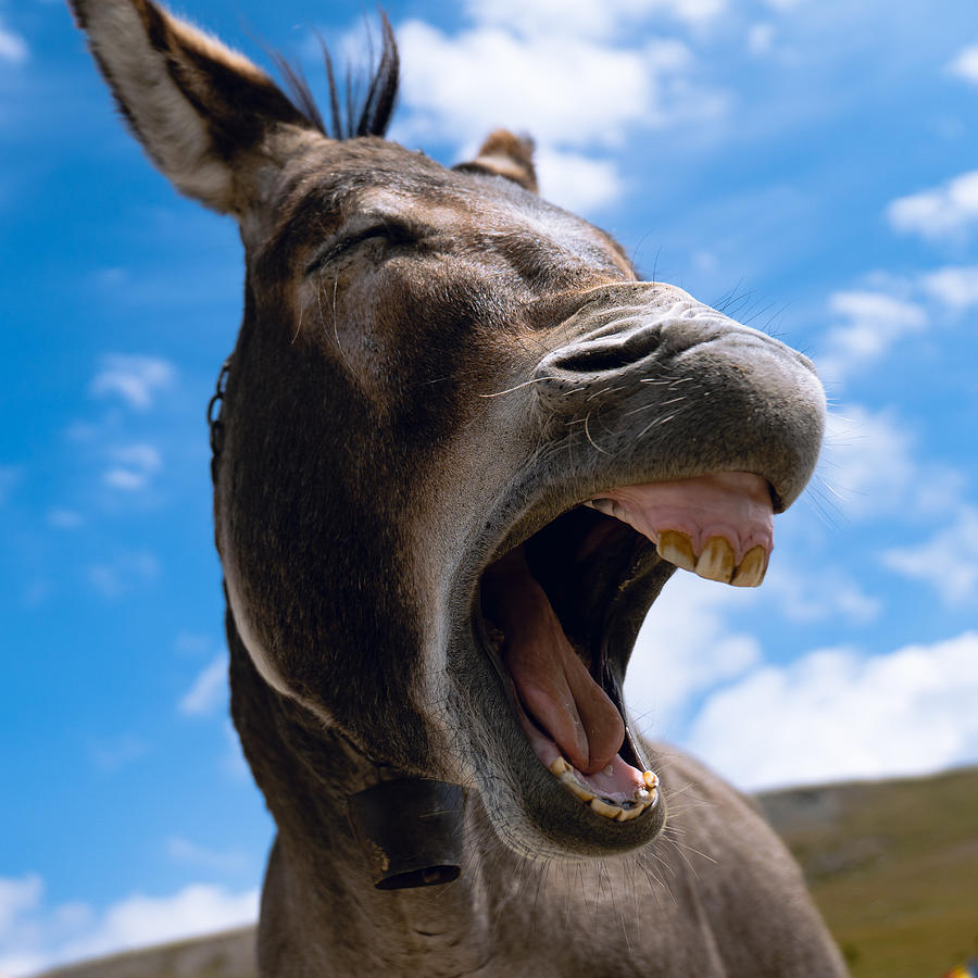 Donkey Laugh Photograph by Alin Federiga