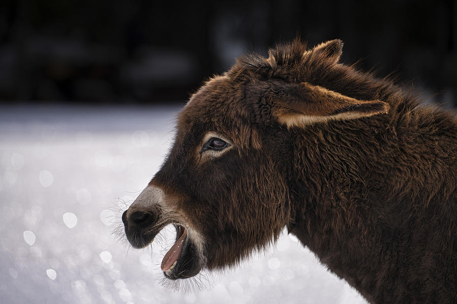 Donkey Photograph by Marina Anghileri