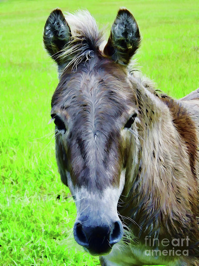 Donkey Portrait Photograph by D Hackett