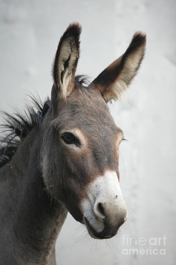 Donkey Portrait Photograph by Snowflock