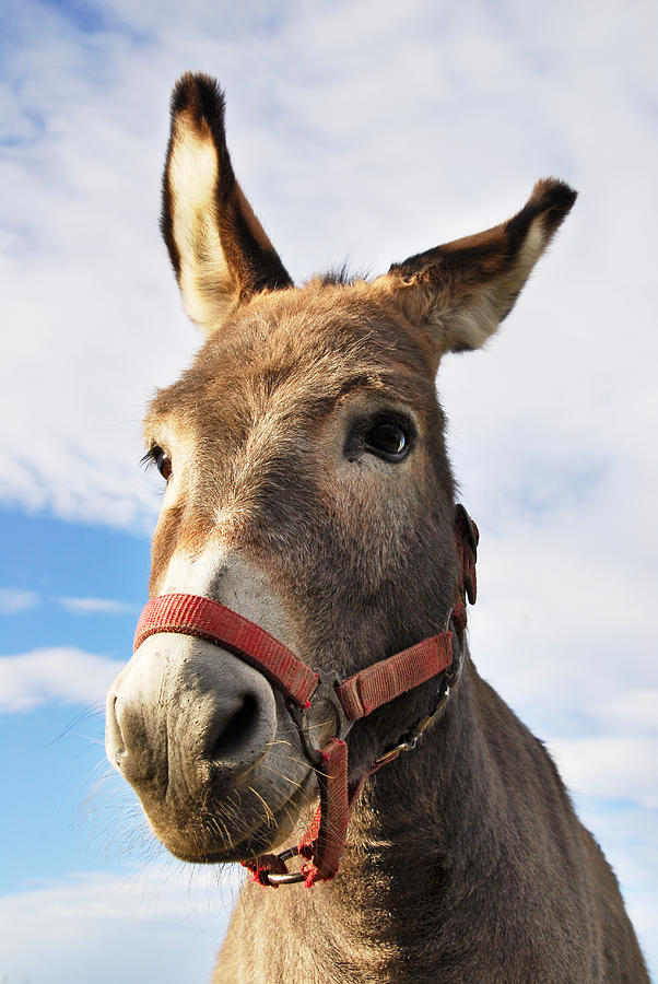 Donkey Photograph by Vaclav Mach | Fine Art America