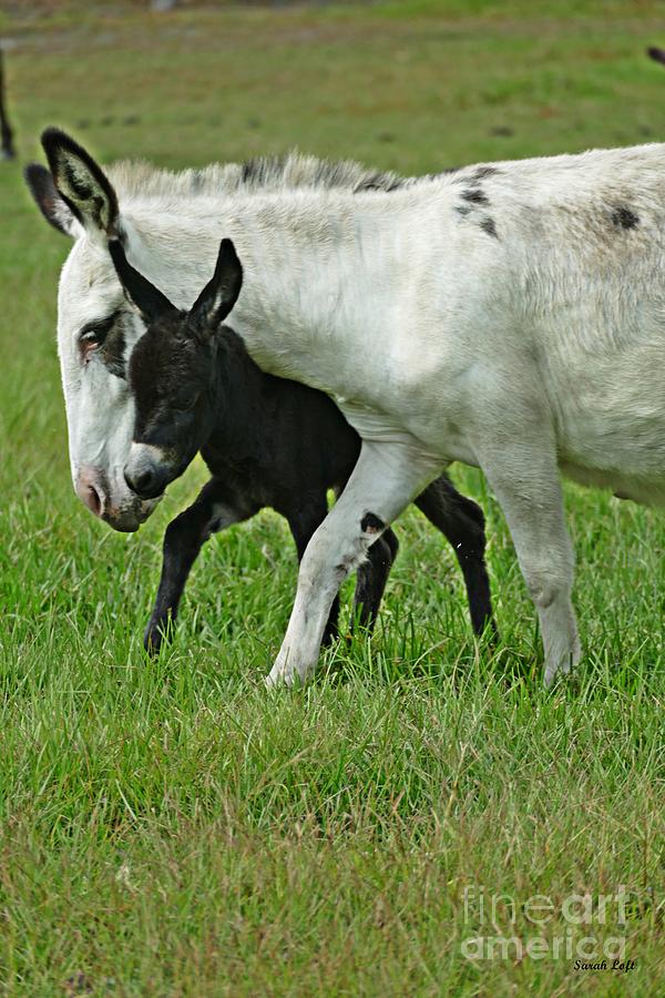 Donkeys 3 Photograph