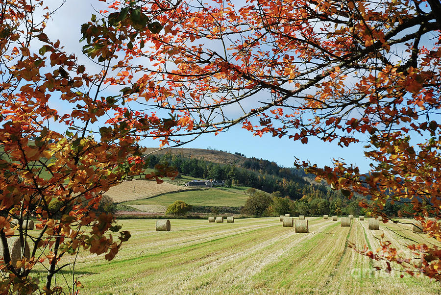 Donside Autumn by Phil Banks Donside Autumn by Phil Banks
