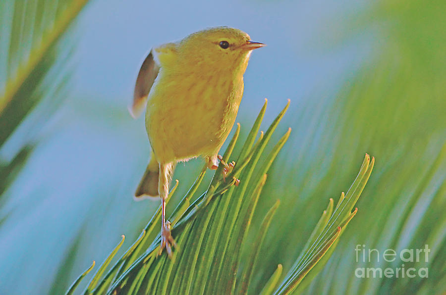 Warbler Photograph - Dont Even Think of It by Debby Pueschel