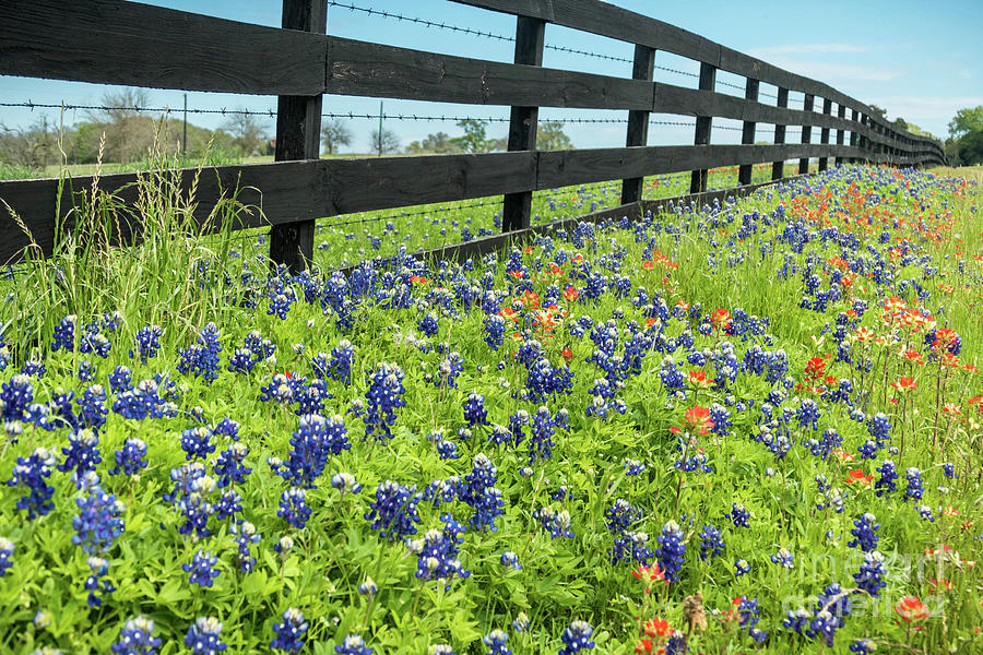Don't Fence Me In by Elijah Knight Don't Fence Me In by Elijah Knight