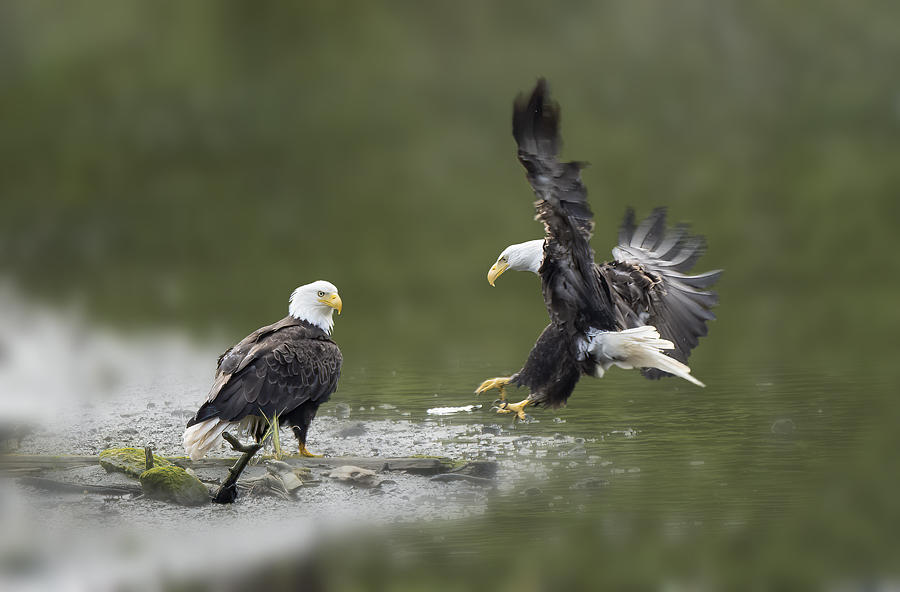 Eagle Photograph - Don\t Look Away When I Come For You by Qing Zhao