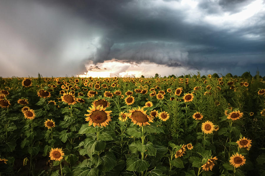 Dont Look Back - Sunflowers Face Away From Storm In Kansas Photograph