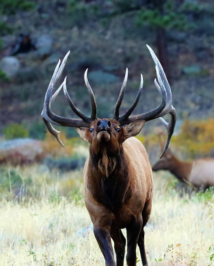 Rocky Mountain National Park Photograph - Dont Mess With The Bull by Shane Bechler