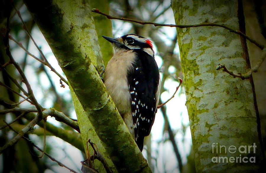 Woodpecker Photograph - Dont Move Bird Woodpecker by Susan Garren