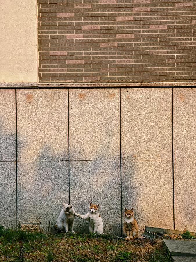 don\t Play - Family Of Stray Cat Photograph by New Impressionist