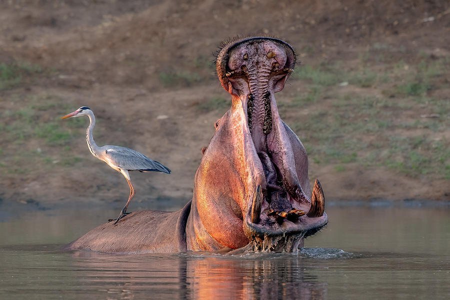 Hippopotamus Photograph - Dont Touch My Back! by Alessandro Catta