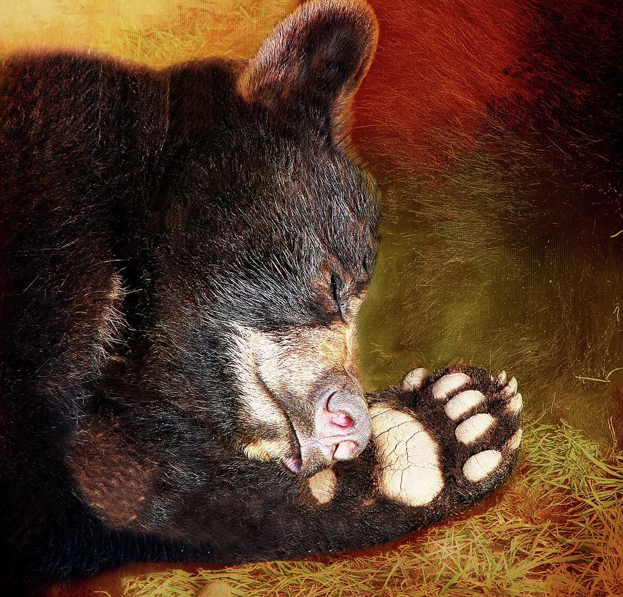 Dont Wake Big Foot Bear Cub Digital Art by Linda Cox
