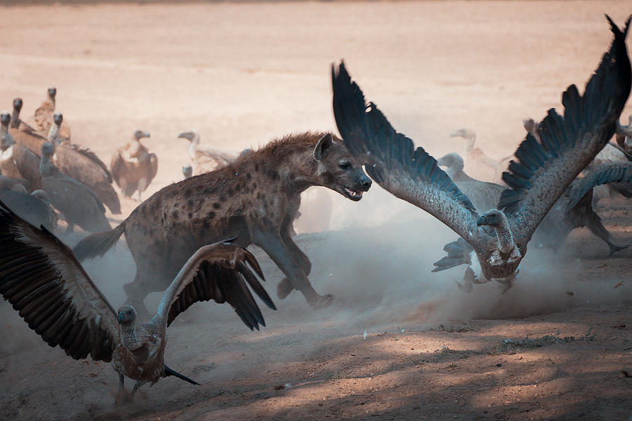 Vulture Photograph - Dont You Dare! by Hannes Bertsch