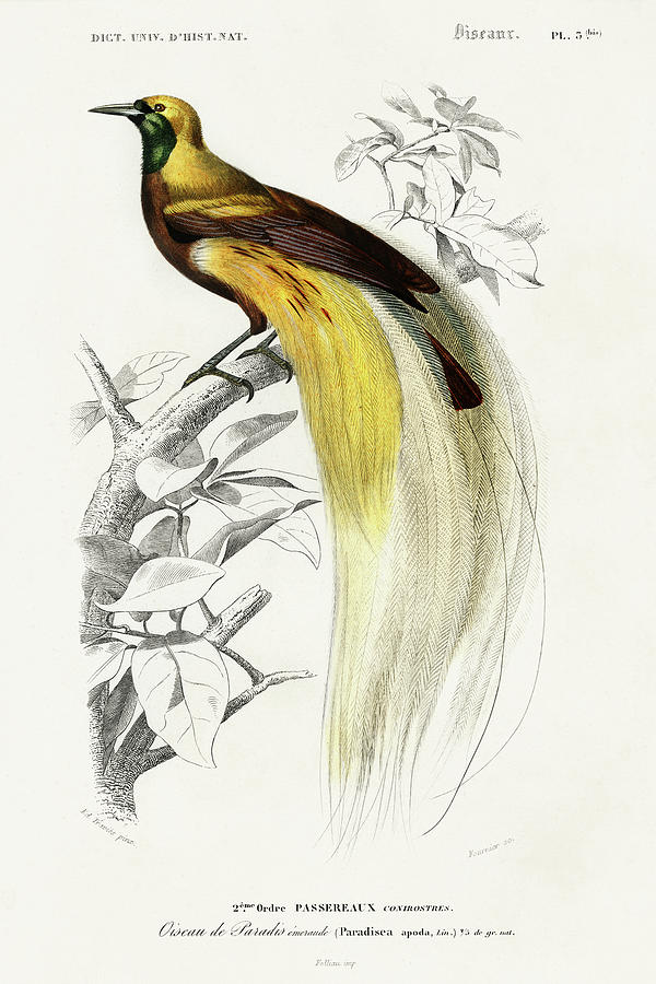 Bird Painting - Dorbigny Exotic Bird I by Pierre Redoute