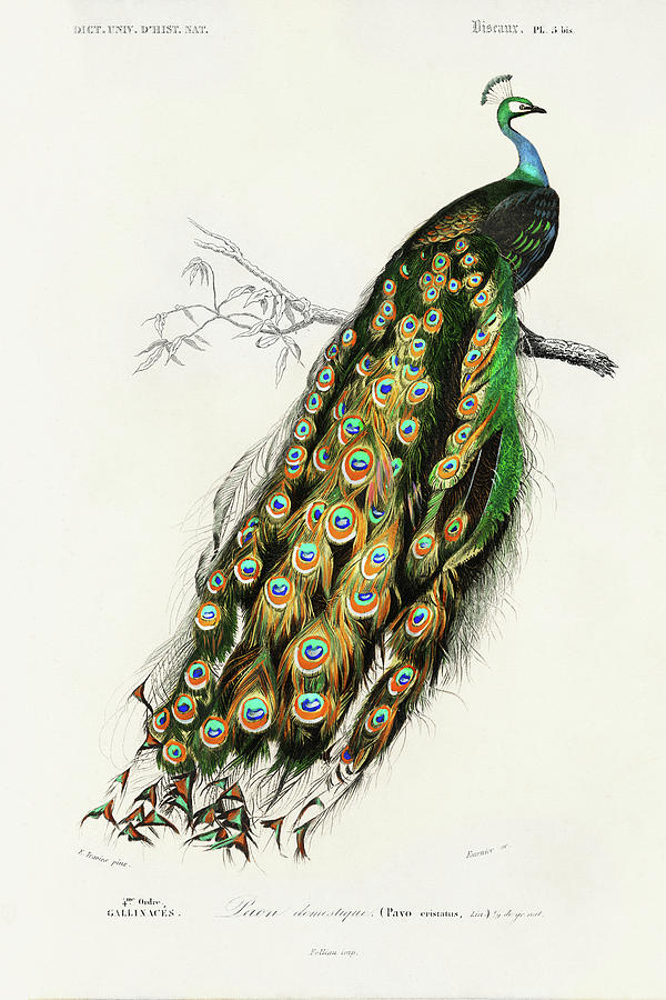 Bird Painting - Dorbigny Exotic Bird II by Pierre Redoute