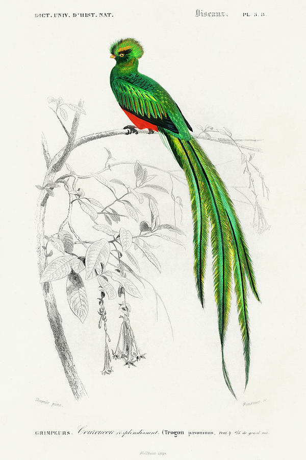 Bird Painting - Dorbigny Exotic Bird IIi by Pierre Redoute