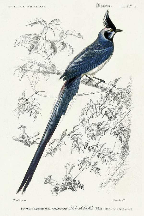 Bird Painting - Dorbigny Exotic Bird Iv by Pierre Redoute