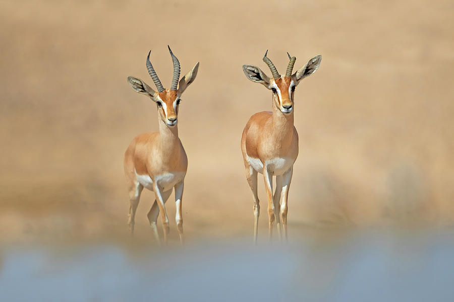 Animal Photograph - Dorcas Gazelle by Shlomo Waldmann