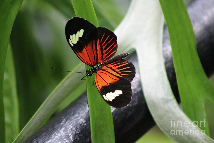 Doris Longwing Butterfly Dorsal View 2019 Photograph by Karen Adams
