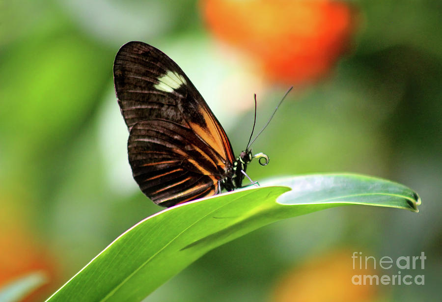 Doris Longwing Photograph - Doris Longwing Butterfly Ventral View by Karen Adams Doris Longwing Photograph - Doris Longwing Butterfly Ventral View by Karen Adams