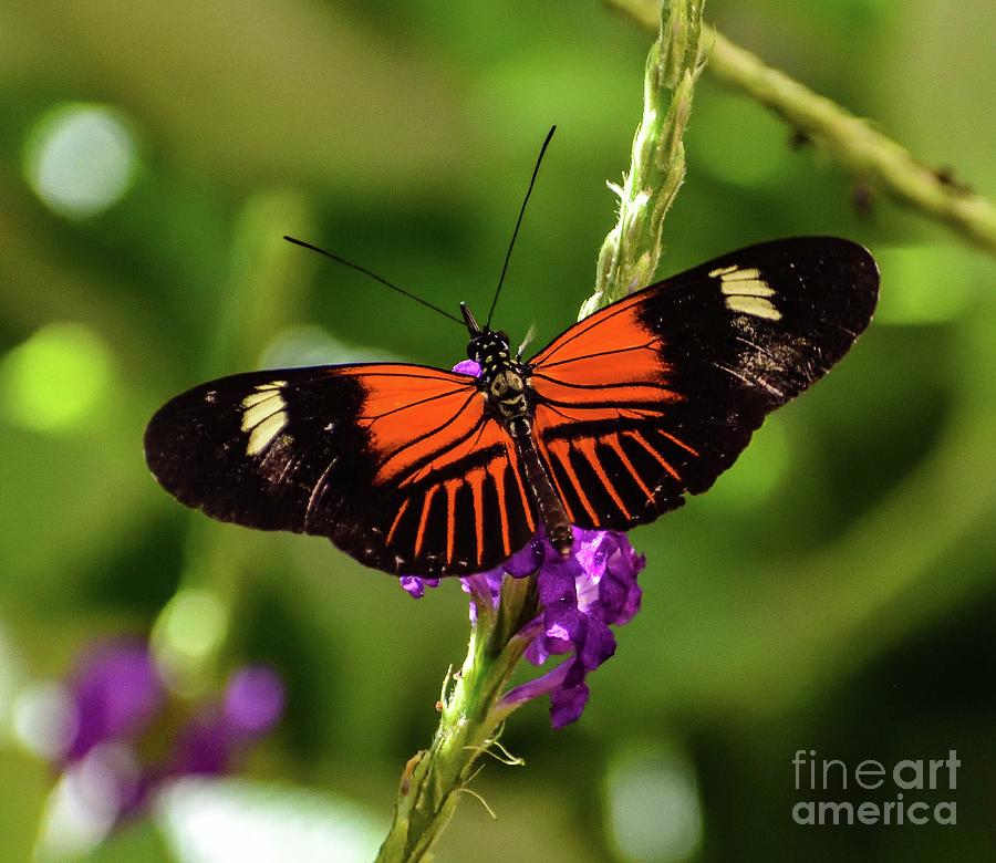 Doris Longwing Photograph by Cindy Treger