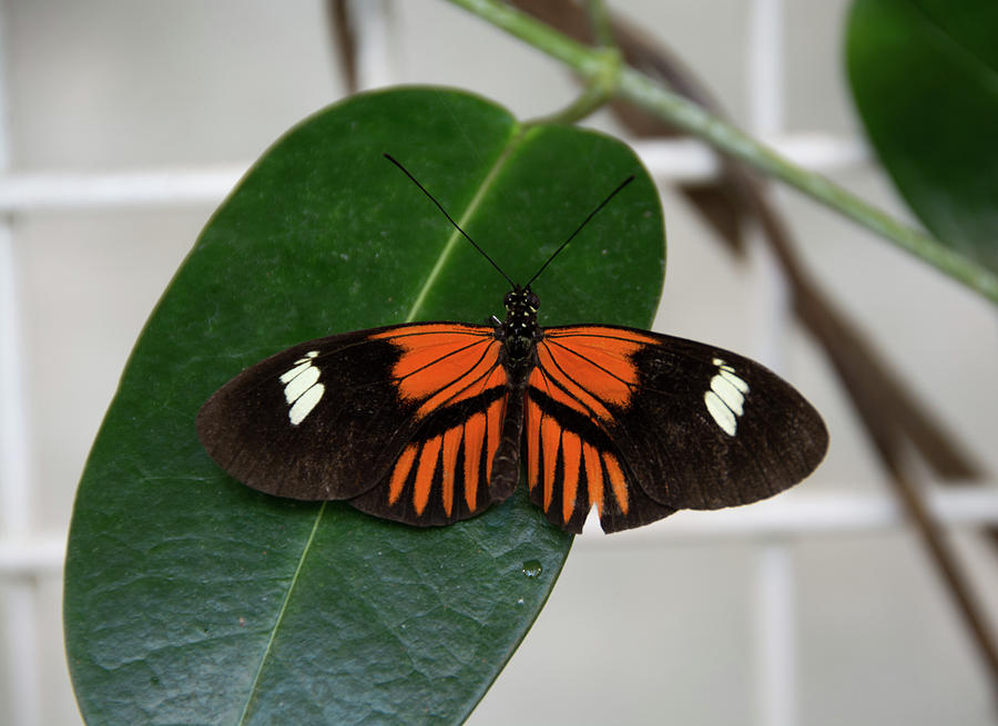 Doris Longwing on Leaf by Jennifer Wick Doris Longwing on Leaf by Jennifer Wick