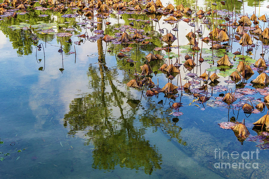 Dormant Lotus Plants with Reflections Photograph by Roslyn Wilkins