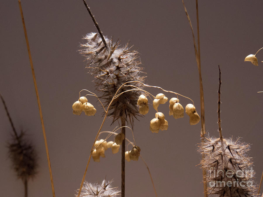 Dormant Plant Jungle Photograph by Christy Garavetto