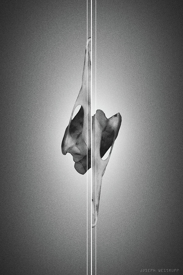 Dormiveglia Black - Surreal Abstract Bird Skull and Lines by Joseph Westrupp Dormiveglia Black - Surreal Abstract Bird Skull and Lines by Joseph Westrupp