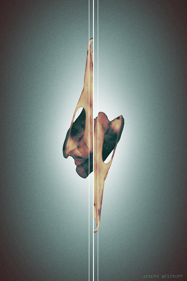 Dormiveglia - Surreal Abstract Bird Skull and Lines by Joseph Westrupp Dormiveglia - Surreal Abstract Bird Skull and Lines by Joseph Westrupp