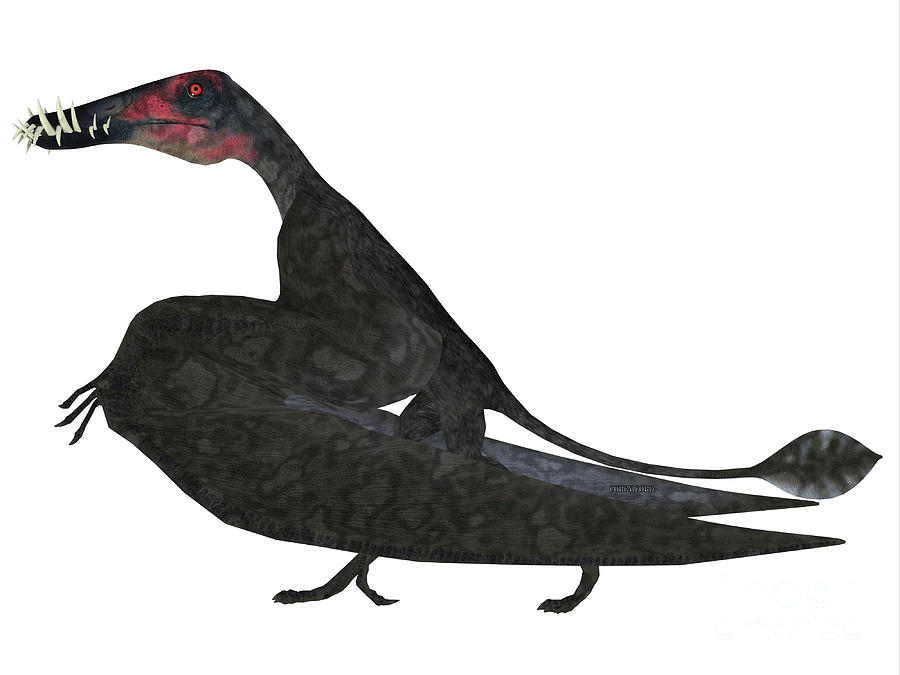 Dorygnathus Pterosaur Side Profile Digital Art by Corey Ford