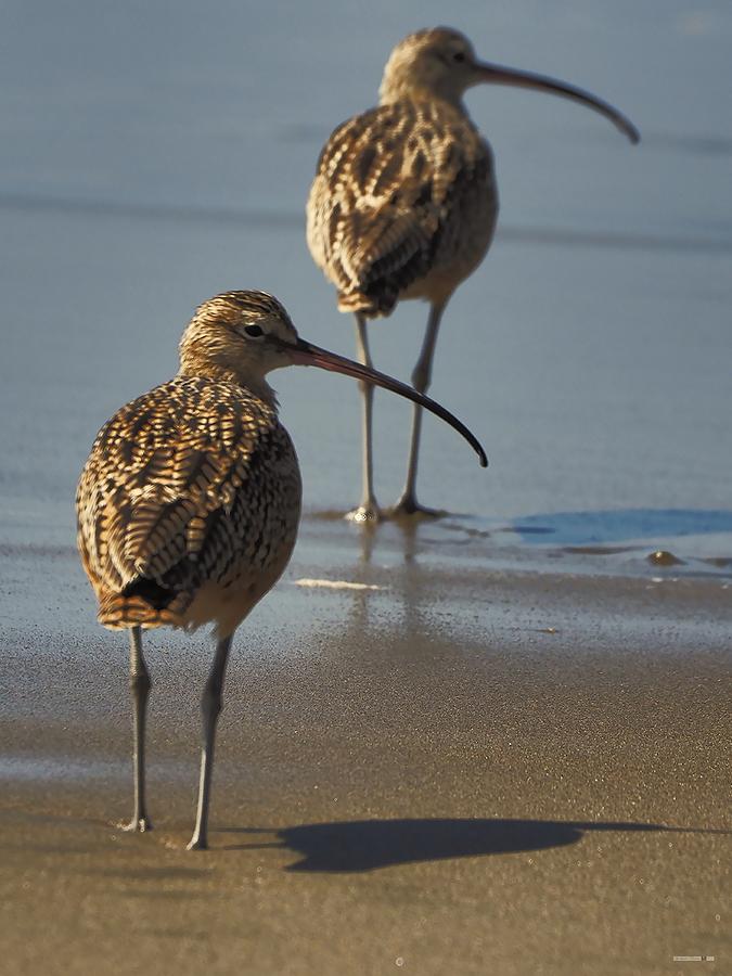 Dos Sandpipers Photograph by Richard Thomas