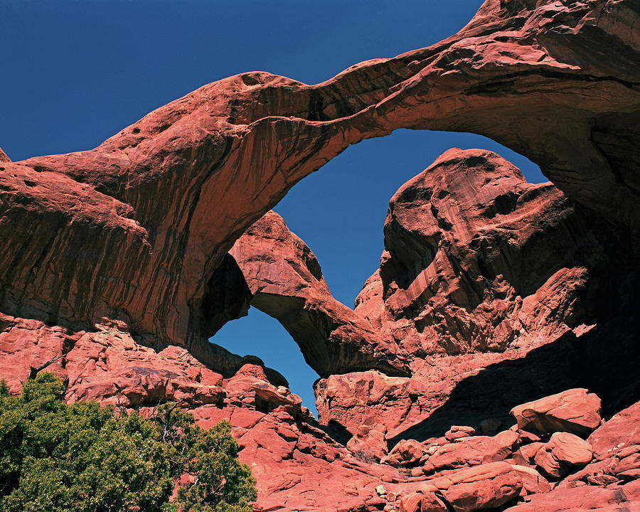 Double Arch and Juniper Photograph by Tom Daniel