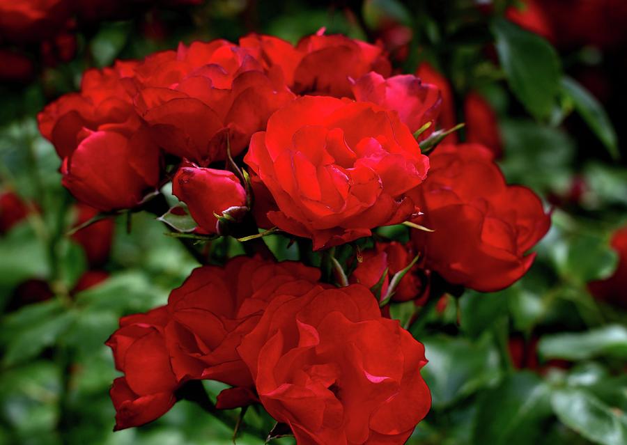 Double Bouquet Of Roses Photograph by James DeFazio - Fine Art America