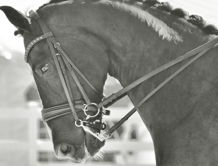 Double Bridle Photograph by JAMART Photography