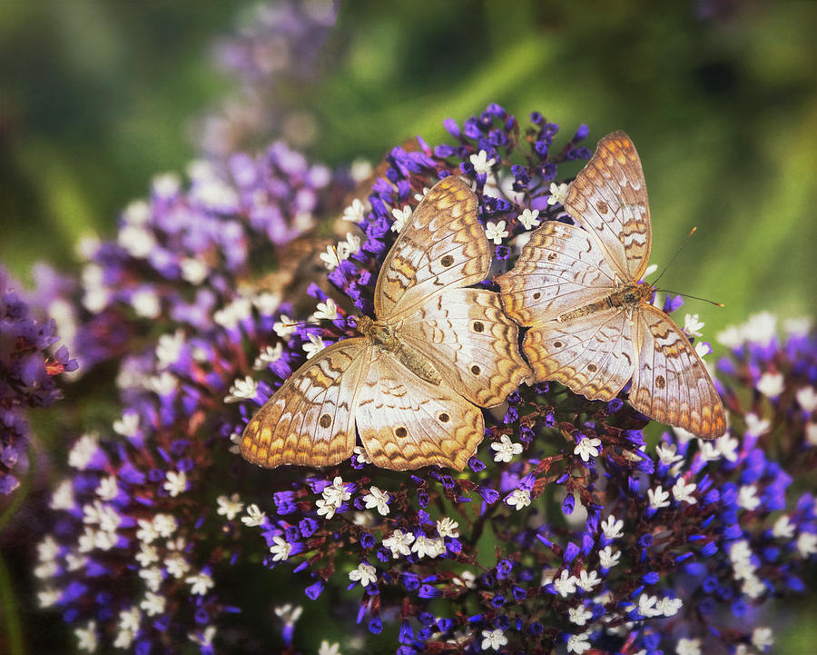 Butterfly Photograph - Double Butterfly Wings  by Saija Lehtonen