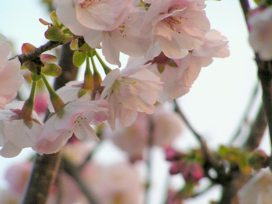 Double Cherry Blossoms Photograph by Eriko Shinozuka