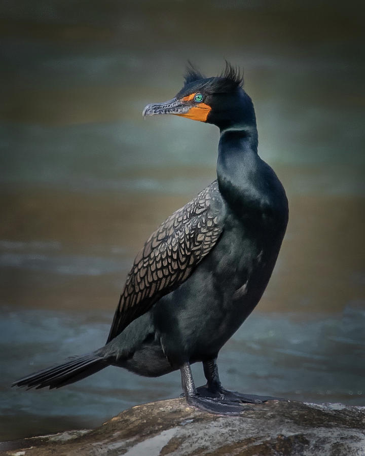 Double-crested Cormorant Photograph by C  Renee Martin
