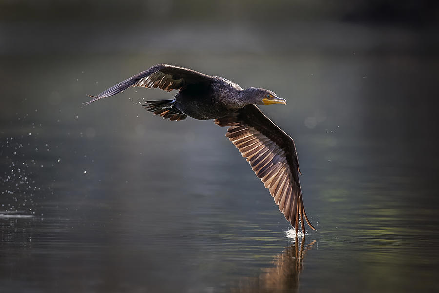 Animal Photograph - Double-crested Cormorant by David H Yang