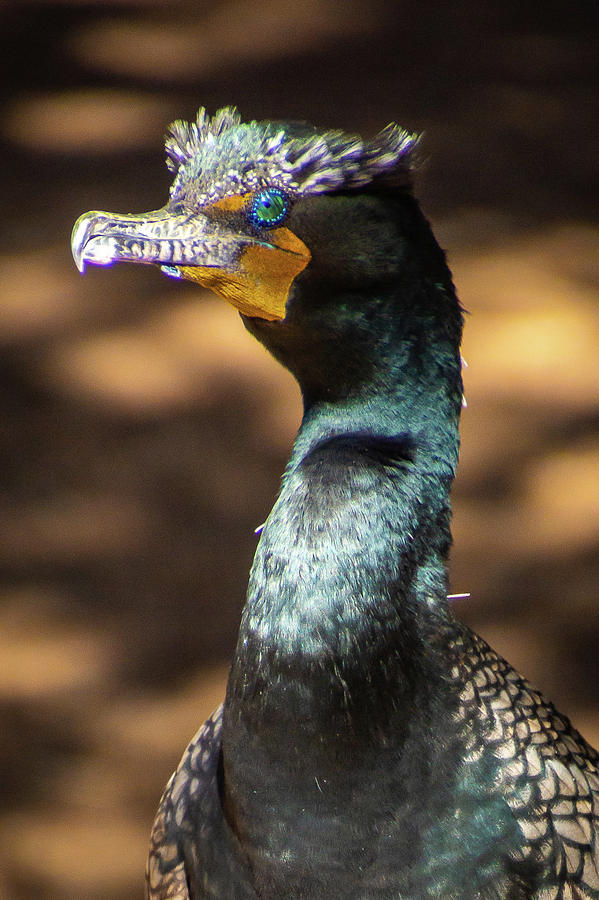 Double-crested cormorant Photograph by Donald Pash