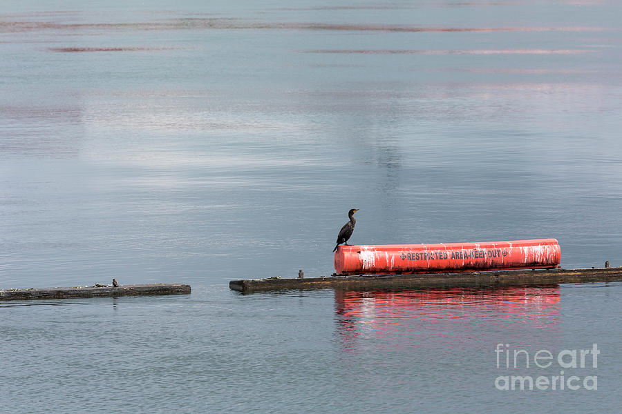 Animal Photograph - Double-crested Cormorant by Jim West/science Photo Library