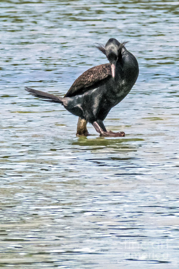 Double-crested Cormorant Photograph by Kate Brown