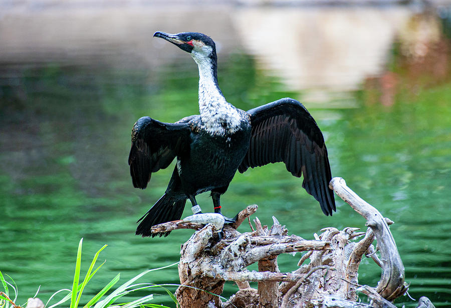 Double Crested Cormorant Posing Photograph by Anthony Jones