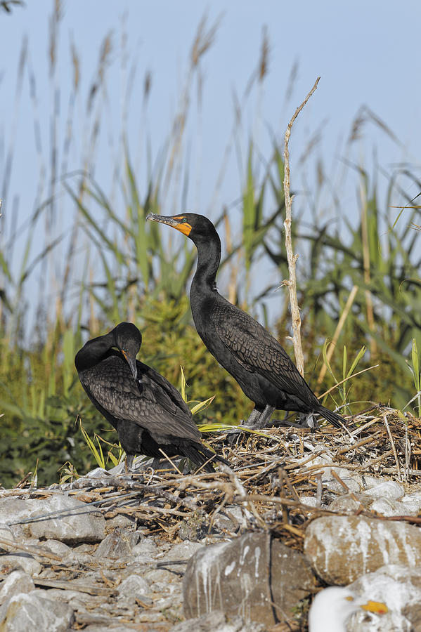 Double-crested Cormorants Photograph by James Zipp