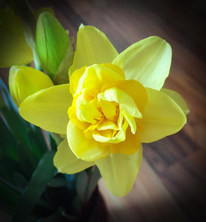Spring Photograph - Double Daffodil by Chris Colibaba