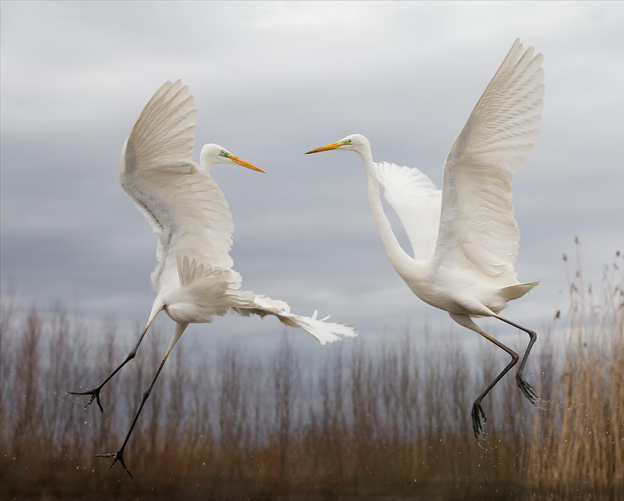 Egret Photograph - Double Dance - 3 by Cheng Chang