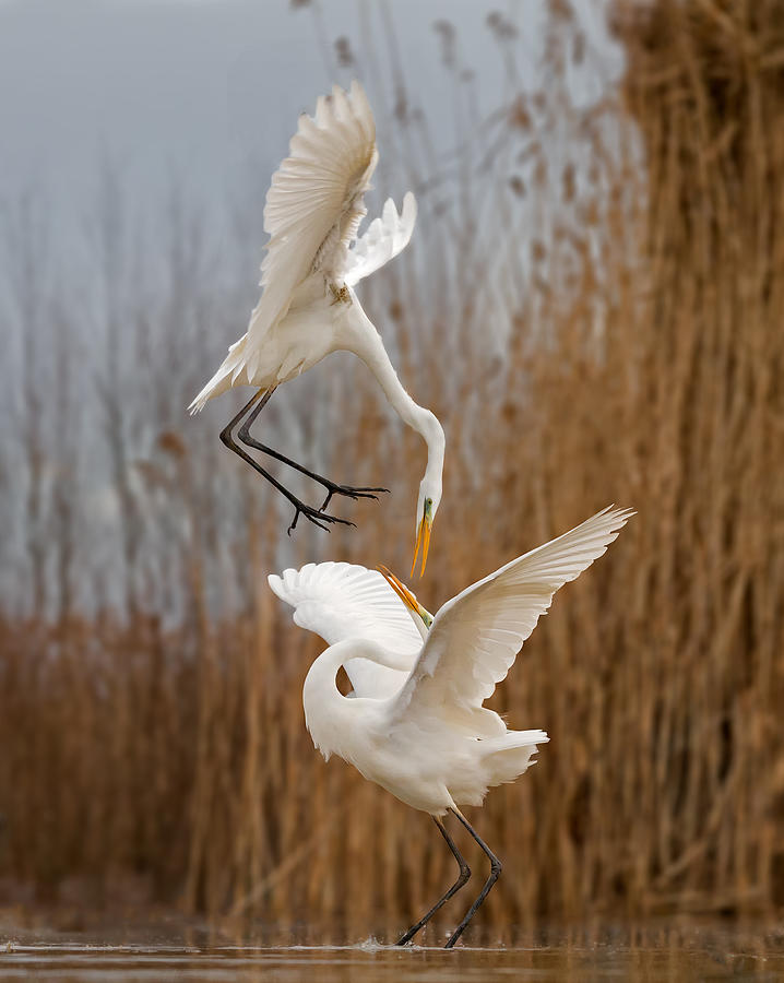 Egret Photograph - Double Dance. by Cheng Chang