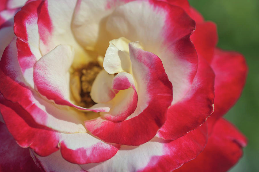 Double Delight Rose Macro Photograph by Jenny Rainbow